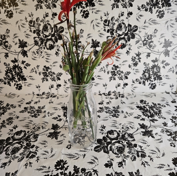 Canna seed st1-st8 - Picture 4 of 6